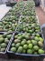 Palta Edranol - Ñuke Mapu