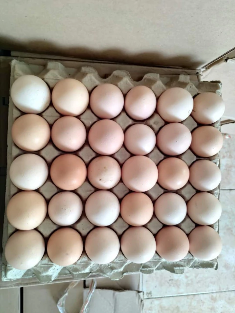 CONO DE NUEVOS FRESCOS