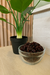 Pasas de Uva Jumbo x 250g - comprar online