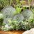 Conjunto 6 Prato Raso Porto Brasil Cerâmica Orgânico Ammi Floral Lisa - comprar online