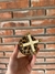Mate torpedo exclusivo animal print - Mates SN