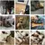 Osso para cachorro mastigável - loja online