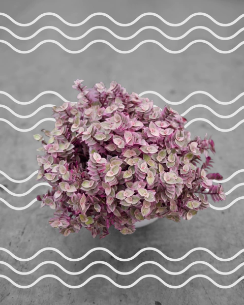 Planta Callisia Repents - comprar en línea