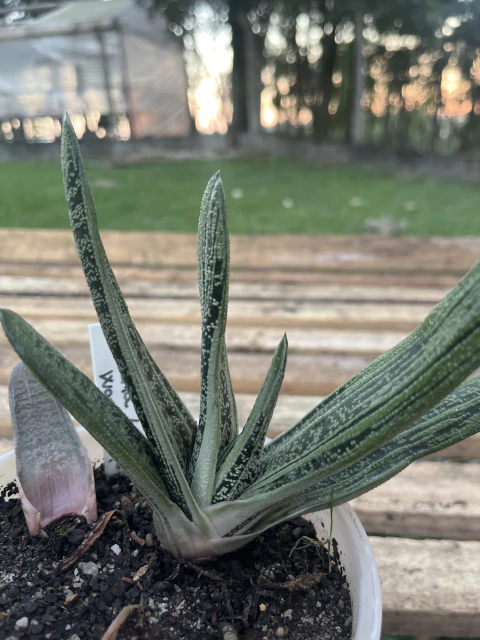 Gasteria Little Warty