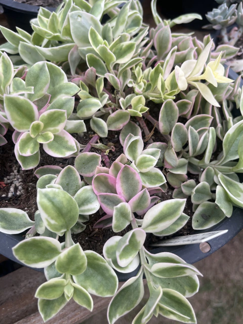 Aptenia cordifolia ‘Variegata’ – Rosinha-do-Sol Variegata