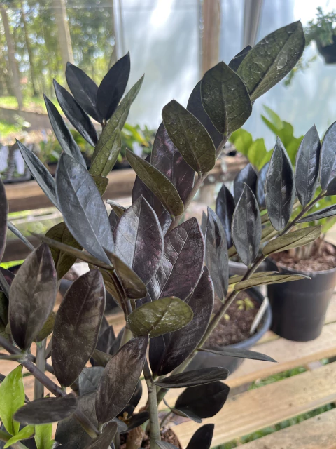 Zamioculca Preta - Black