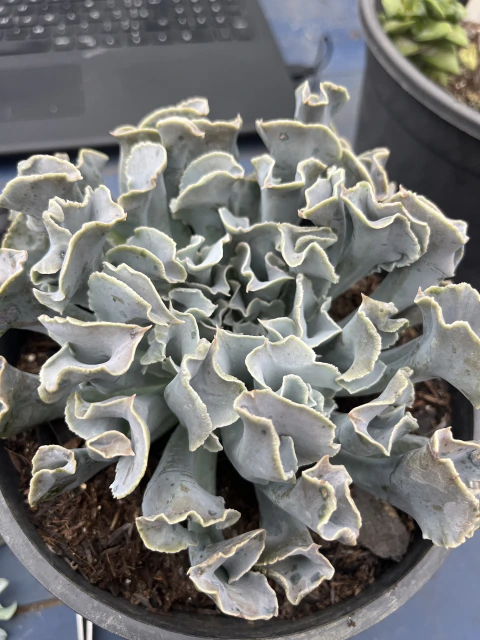 Echeveria Topsy Turvy