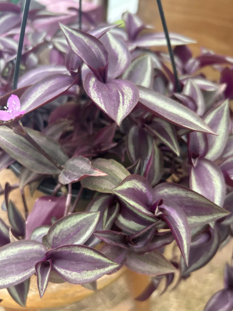 Tradescantia zebrina - Lambari Roxo