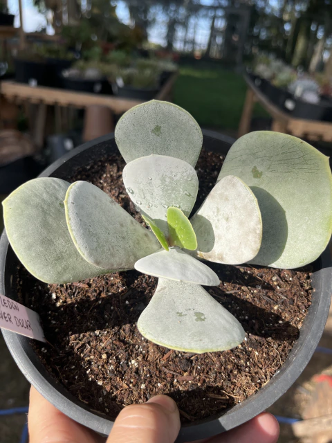 Cotyledon orbiculata ‘Silver Dollar’