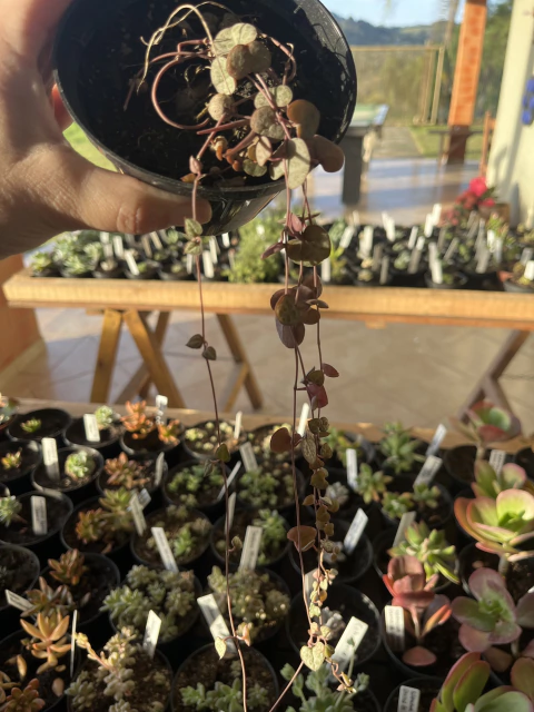 Ceropegia Wodii - Coração Emaranhado