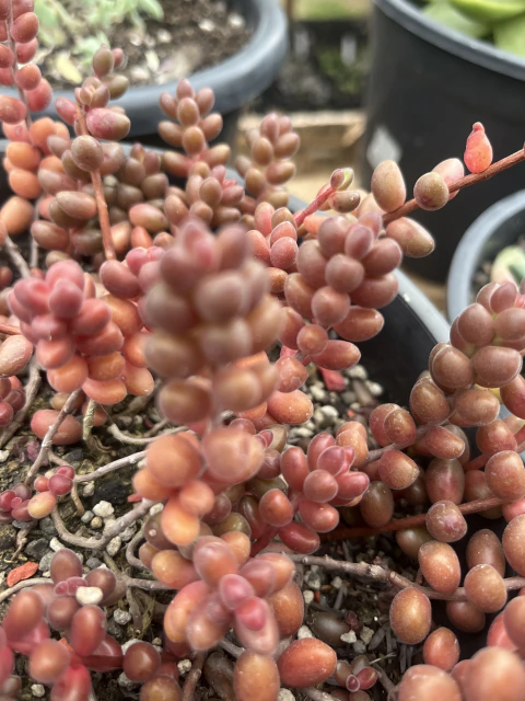 Sedum Atratum