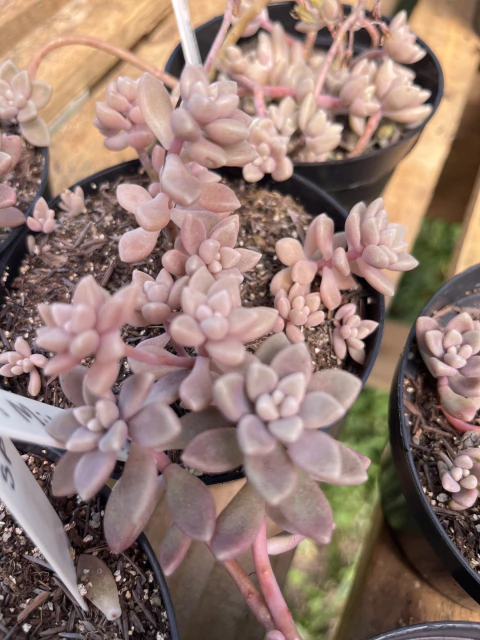 Sedum Mirinae