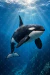 Poster - Orca- Especies Marinas - Posters México