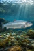 Poster - Pez Salmón - Especies Marinas - Posters México