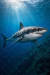 Poster - Tiburón Blanco - Especies Marinas - Posters México