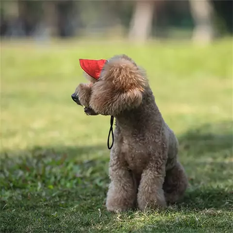 Chapéu para Cachorro/ Pet varias cores - comprar online