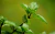 Semillas Menta Comun Aromatica Medicinal Infusiones Comida - comprar en línea