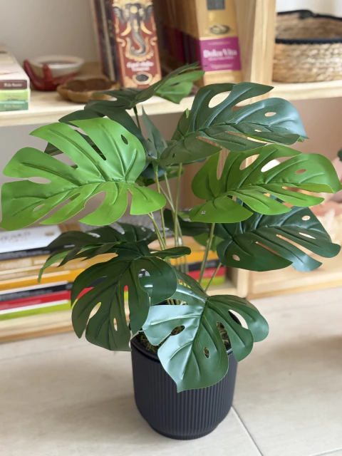 Monstera "Expansión" • Vida en tus rincones