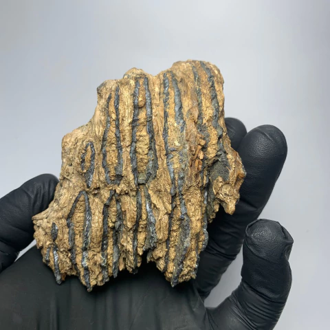 Fragmento de dente de Mamute