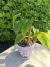 Anthurium Petit - comprar online