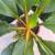 Lumina (Clorofito Orchidastrum) - comprar online