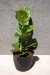 Ficus Pandurata - comprar online