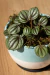 Peperomia Piccolo en internet