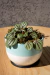 Peperomia Piccolo - comprar online