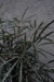 Aralia Elegantisima en internet
