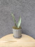 Sansevieria Silver Queen - comprar online