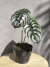 Alocasia Cuprea en internet