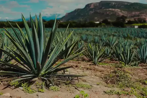 Banner de la categoría Mezcales