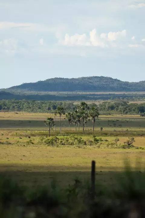 Palmeiras de Maytrea - comprar online