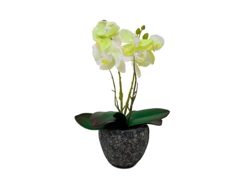 Orquídea AMARILLA