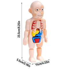 JUGUETE EDUCATIVO DEL CUERPO HUMANO - comprar en línea