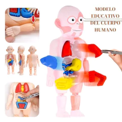 JUGUETE EDUCATIVO DEL CUERPO HUMANO