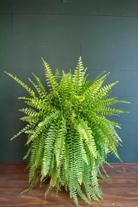 Helecho Nephrolepsis Boston Blue