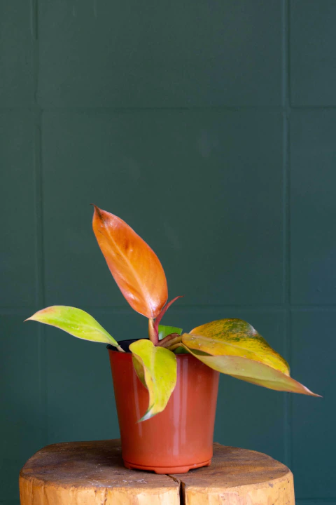 Philodendron Orange Mini