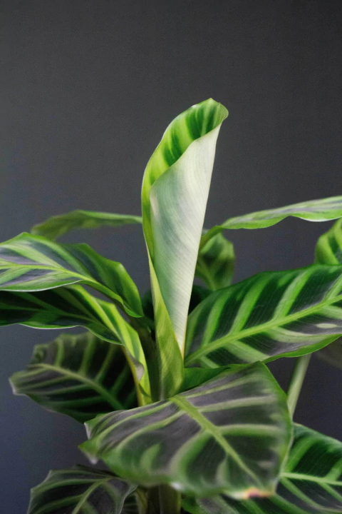 Calathea Zebrina