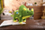 Imagem do Grande Dinossauro Triceratops de Pelúcia - 50%OFF