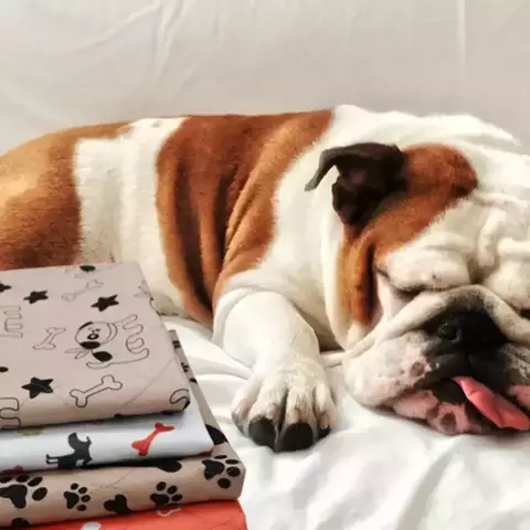 Pipi Pad - A solução ideal para o xixi do seu pet - comprar online