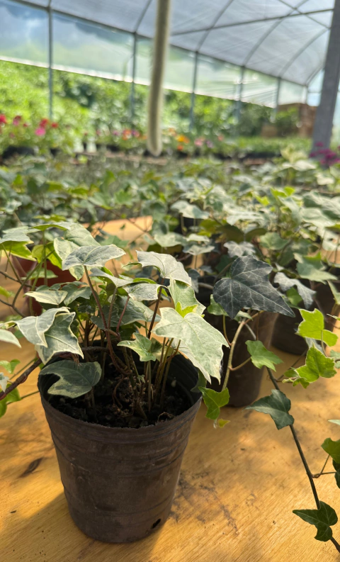 Hiedra (m12) - comprar online