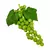 Uva Moscatel 25 Centímetros - Roxa e Verde - comprar online