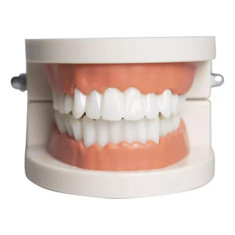 Manequim Odontológico Macro para Demonstração Clínica e Aulas