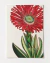 Gerbera - comprar online