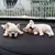 Cachorrinhos Colecionáveis de Bulldog Francês Clássico