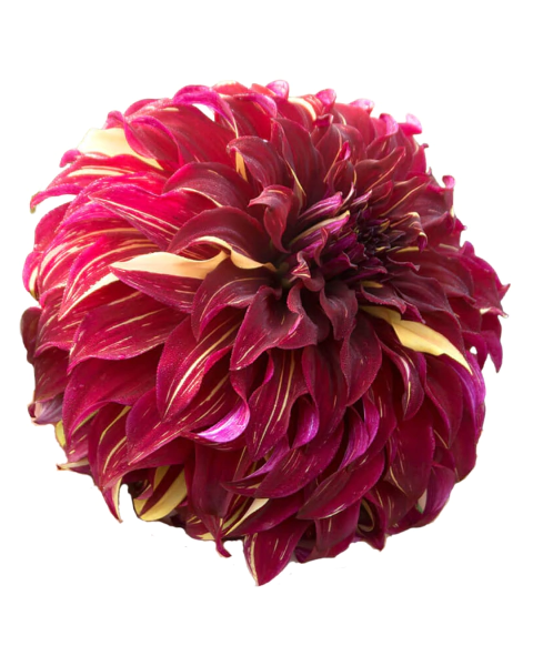 Dahlia 'Bohemian Spartacus' - comprar online