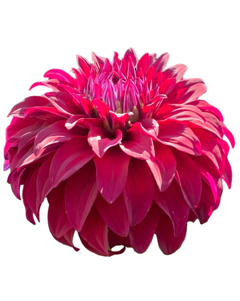 Dahlia 'Spartacus' - comprar online