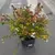 Abelia × grandiflora 'Compacta' - Mundo Botanica