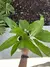 Spathiphyllum - Cuna de Moises (Spathiphyllum wallisii)
